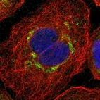 Immunofluorescent staining of human cell line A-431 shows localization to the Golgi apparatus.