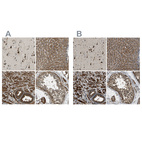 Anti-ERGIC1 Antibody