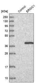 Western blot analysis in control (vector only transfected HEK293T lysate) and ERGIC1 over-expression lysate (Co-expressed with a C-terminal myc-DDK tag (~3.1 kDa) in mammalian HEK293T cells, LY422162).