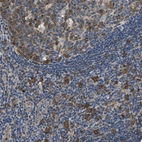 Immunohistochemical staining of human tonsil shows moderate cytoplasmic positivity in germinal and non germinal center cells.
