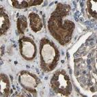 Immunohistochemical staining of human kidney using Anti-FHIT antibody HPA018909.