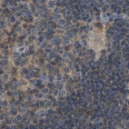 Immunohistochemical staining of human lymph node using Anti-FHIT antibody HPA018909.