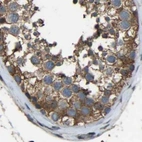 Immunohistochemical staining of human testis using Anti-FHIT antibody HPA018909.