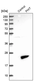 Western blot analysis in control (vector only transfected HEK293T lysate) and FHIT over-expression lysate (Co-expressed with a C-terminal myc-DDK tag (~3.1 kDa) in mammalian HEK293T cells, LY419588).