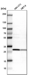 Western blot analysis in mouse cell line NIH-3T3 and rat cell line NBT-II.