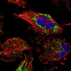 Immunofluorescent staining of human cell line U-251 MG shows localization to mitochondria & vesicles.