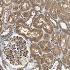 Anti-ARHGEF12 Antibody
