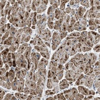 Anti-ETFB Antibody