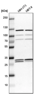 Western blot analysis in mouse cell line NIH-3T3 and rat cell line NBT-II.