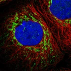 Immunofluorescent staining of human cell line A-431 shows localization to mitochondria.