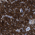 Immunohistochemical staining of human pancreas shows strong cytoplasmic positivity in exocrine glandular cells.