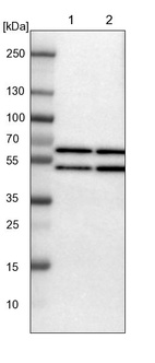 Lane 1: NIH-3T3 cell lysate (Mouse embryonic fibroblast cells)_br/_Lane 2: NBT-II cell lysate (Rat Wistar bladder tumour cells)