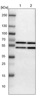 Lane 1: NIH-3T3 cell lysate (Mouse embryonic fibroblast cells)_br/_Lane 2: NBT-II cell lysate (Rat Wistar bladder tumour cells)