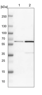 Lane 1: NIH-3T3 cell lysate (Mouse embryonic fibroblast cells)_br/_Lane 2: NBT-II cell lysate (Rat Wistar bladder tumour cells)