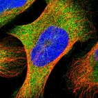 Immunofluorescent staining of human cell line U-2 OS shows localization to cytosol.