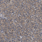 Immunohistochemical staining of human Pancreas shows very weak cytoplasmic positivity in exocrine glandular cells.