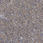 Immunohistochemical staining of human Pancreas shows very weak cytoplasmic positivity in exocrine glandular cells.