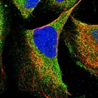 Immunofluorescent staining of human cell line U-2 OS shows localization to cytosol.