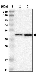 Anti-PRMT2 Antibody