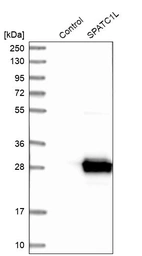 Anti-SPATC1L Antibody