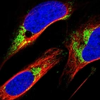 Immunofluorescent staining of human cell line U-2 OS shows localization to mitochondria.