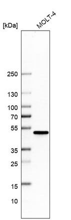 Western blot analysis in human cell line MOLT-4.