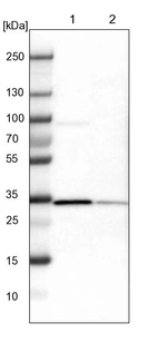 Lane 1: NIH-3T3 cell lysate (Mouse embryonic fibroblast cells)_br/_Lane 2: NBT-II cell lysate (Rat Wistar bladder tumour cells)