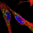 Immunofluorescent staining of human cell line U-251 MG shows localization to mitochondria.