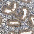 Immunohistochemical staining of human endometrium shows moderate to strong granular cytoplasmic positivity in glandular cells.