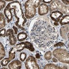 Immunohistochemical staining of human kidney shows moderate to strong granular cytoplasmic positivity in cells in tubules.