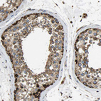Immunohistochemical staining of human testis shows moderate to strong granular cytoplasmic positivity in cells in seminiferous ducts.