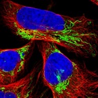 Immunofluorescent staining of human cell line U-2 OS shows localization to mitochondria.