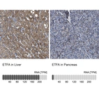 Anti-ETFA Antibody