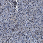 Immunohistochemical staining of human pancreas shows low expression as expected.
