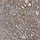 Immunohistochemical staining of human liver shows high expression.
