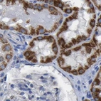 Immunohistochemical staining of human kidney using Anti-ETFA antibody HPA018993.
