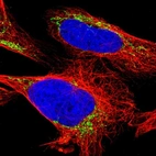 Immunofluorescent staining of human cell line U-2 OS shows localization to mitochondria.