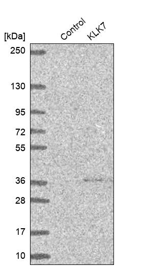 Anti-KLK7 Antibody