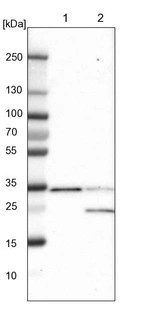 Lane 1: NIH-3T3 cell lysate (Mouse embryonic fibroblast cells)_br/_Lane 2: NBT-II cell lysate (Rat Wistar bladder tumour cells)