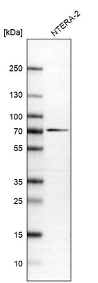 Western blot analysis in human cell line NTERA-2.