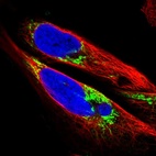 Immunofluorescent staining of human cell line U-2 OS shows localization to mitochondria.