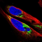 Immunofluorescent staining of human cell line U-2 OS shows localization to mitochondria.