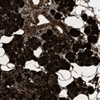 Immunohistochemical staining of human salivary gland shows very strong cytoplasmic positivity in glandular cells.