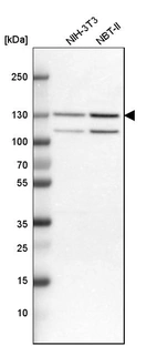 Western blot analysis in mouse cell line NIH-3T3 and rat cell line NBT-II.