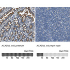 Anti-ACADVL Antibody