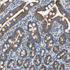 Immunohistochemical staining of human duodenum shows strong cytoplasmic positivity in glandular cells.