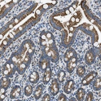 Immunohistochemical staining of human duodenum shows strong cytoplasmic positivity in glandular cells.