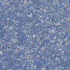 Immunohistochemical staining of human lymph node shows only weak cytoplasmic positivity in a subset of non-germinal center cells.