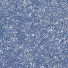 Immunohistochemical staining of human lymph node shows only weak cytoplasmic positivity in a subset of non-germinal center cells.