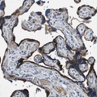 Immunohistochemical staining of human placenta shows strong cytoplasmic positivity in trophoblastic cells.